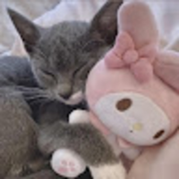 Meet your Posher, Dalia - Picture 1 of 1